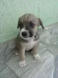 pipoca