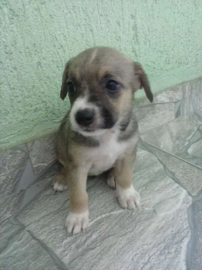 Cachorro raça mestiça idade 2 a 6 meses nome pipoca