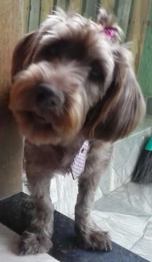 Cachorro raça mestiça idade 1 ano nome Becky