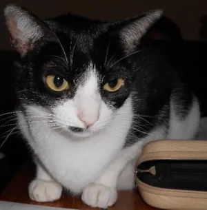 Gato raça sem raça definida idade 3 anos nome Marrye