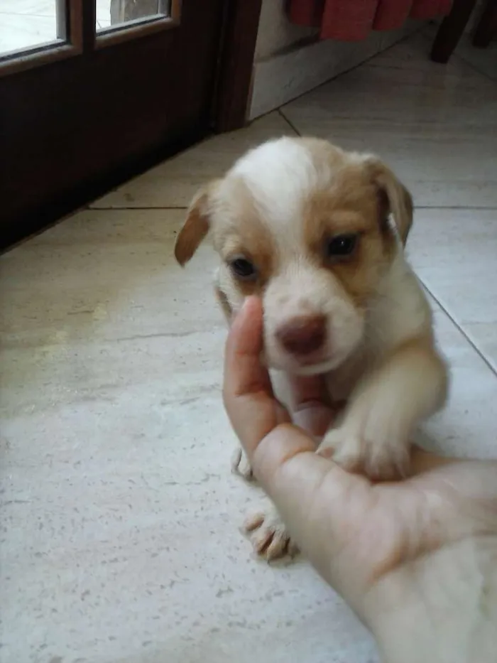 Cachorro raça mestiça idade 2 a 6 meses nome docinho