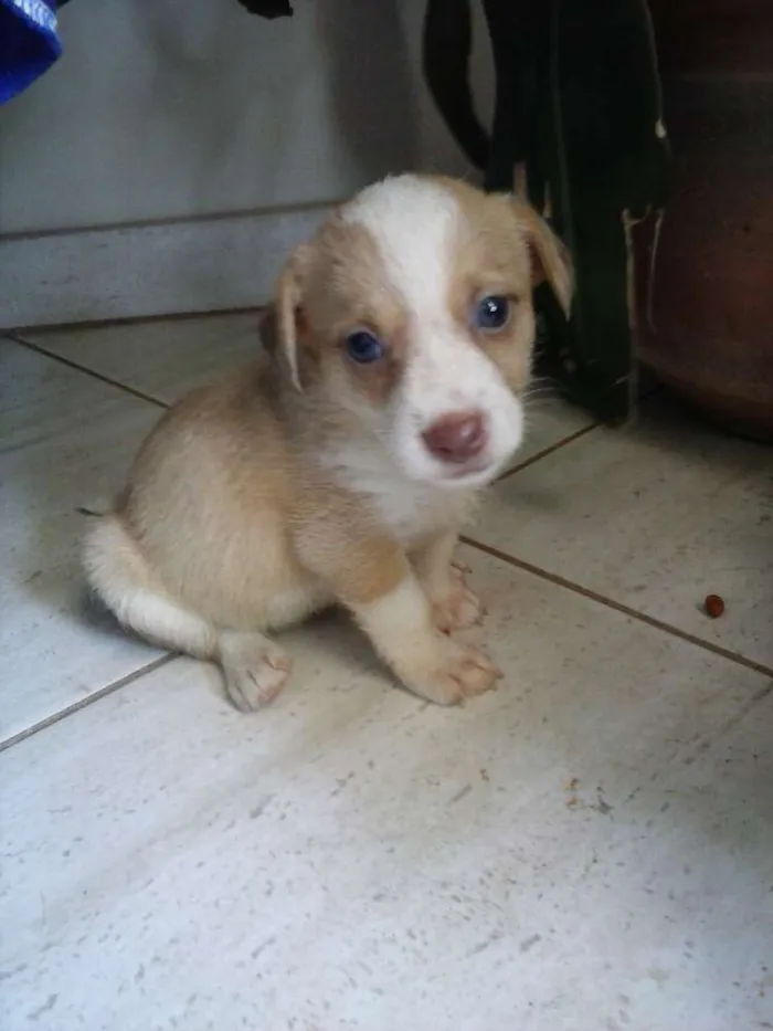 Cachorro raça mestiça idade 2 a 6 meses nome docinho