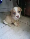 docinho