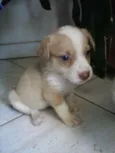 docinho