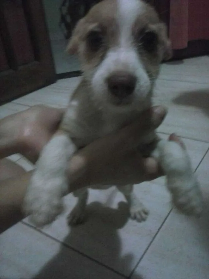 Cachorro raça mestiça idade 2 a 6 meses nome docinho