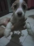 docinho