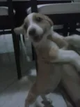 docinho