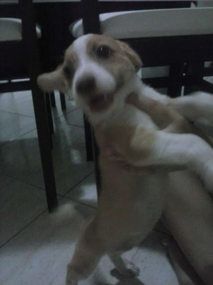 Cachorro raça mestiça idade 2 a 6 meses nome docinho