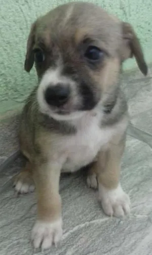 Cachorro raça mestiça idade 2 a 6 meses nome pipoca