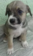 pipoca