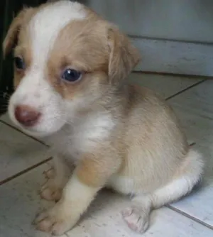 Cachorro raça mestiça idade 2 a 6 meses nome docinho