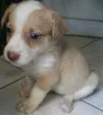 docinho