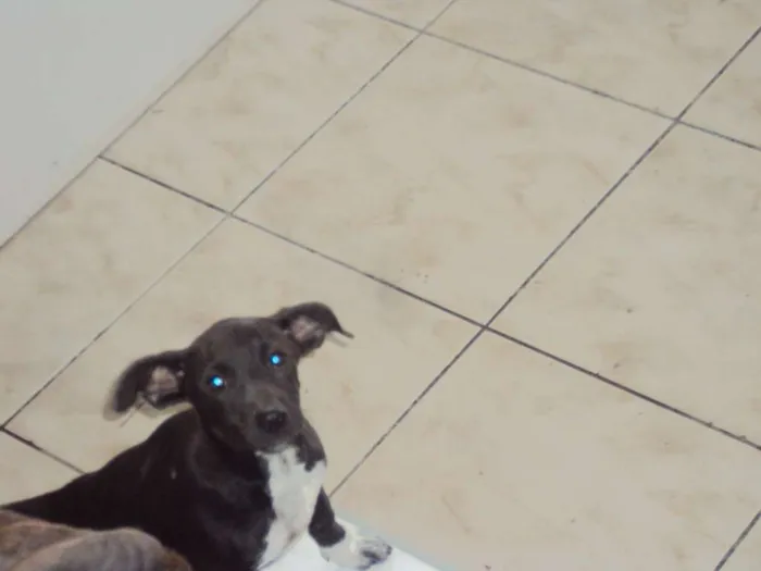 Cachorro raça SRD idade 2 a 6 meses nome Mary