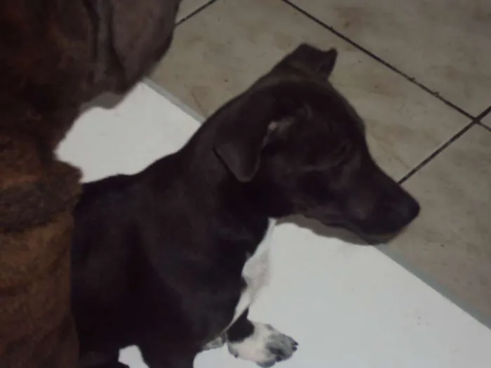 Cachorro raça SRD idade 2 a 6 meses nome Mary