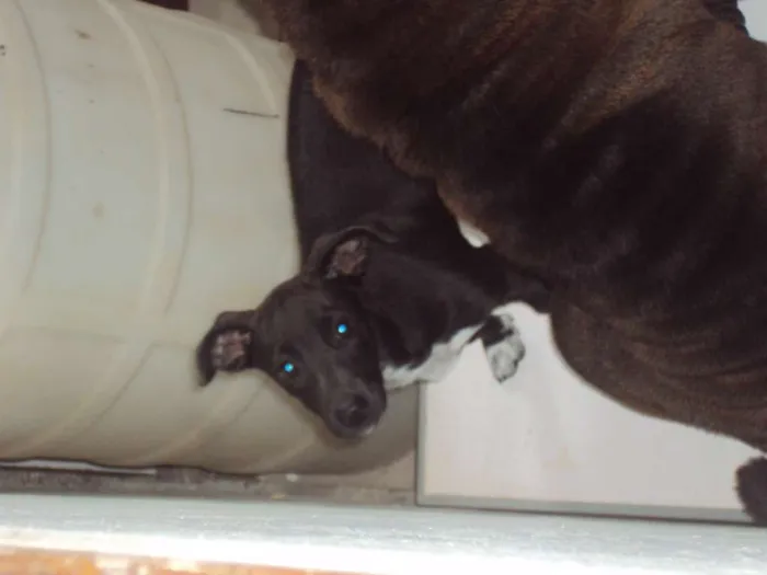 Cachorro raça SRD idade 2 a 6 meses nome Mary