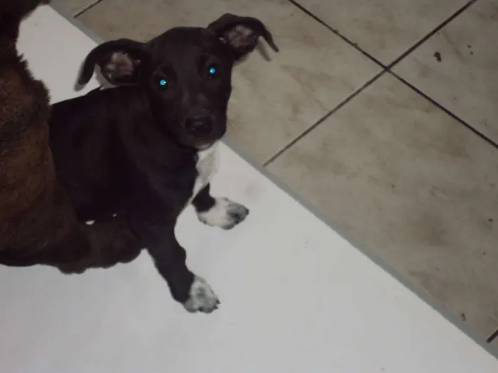 Cachorro raça SRD idade 2 a 6 meses nome Mary