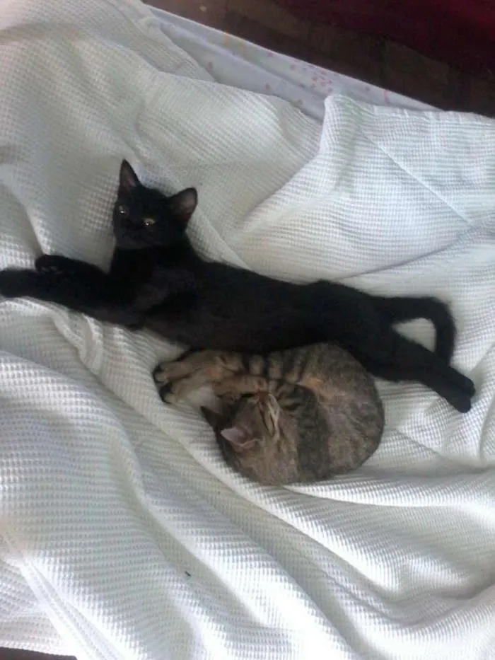 Gato ra a vira lata idade 2 a 6 meses nome sem nome