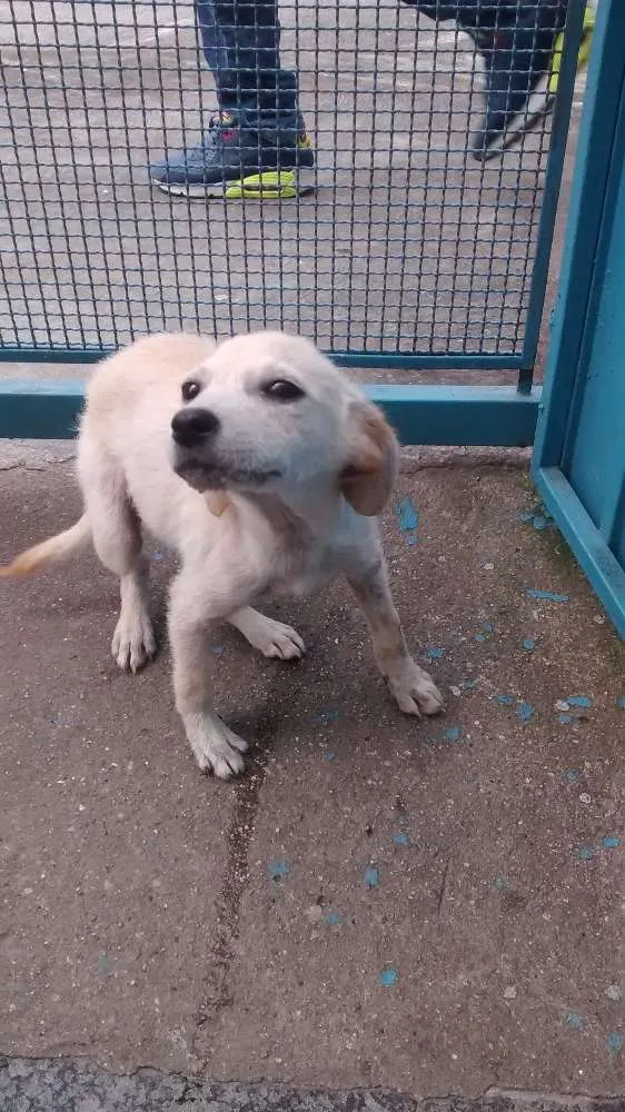 Cachorro ra a srd idade 2 a 6 meses nome Isis