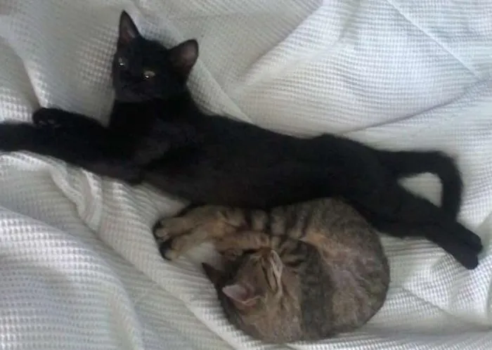 Gato ra a vira lata idade 2 a 6 meses nome sem nome