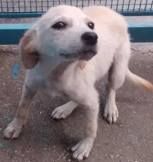 Cachorro raça srd idade 2 a 6 meses nome Isis