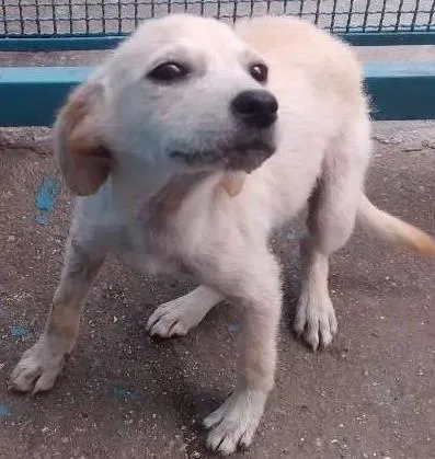 Cachorro ra a srd idade 2 a 6 meses nome Isis