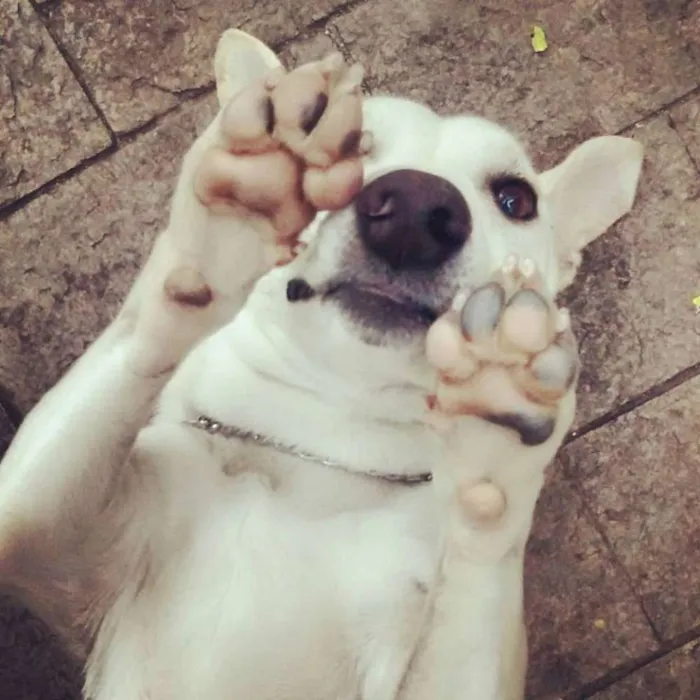 Cachorro ra a SRD idade 1 ano nome Roger