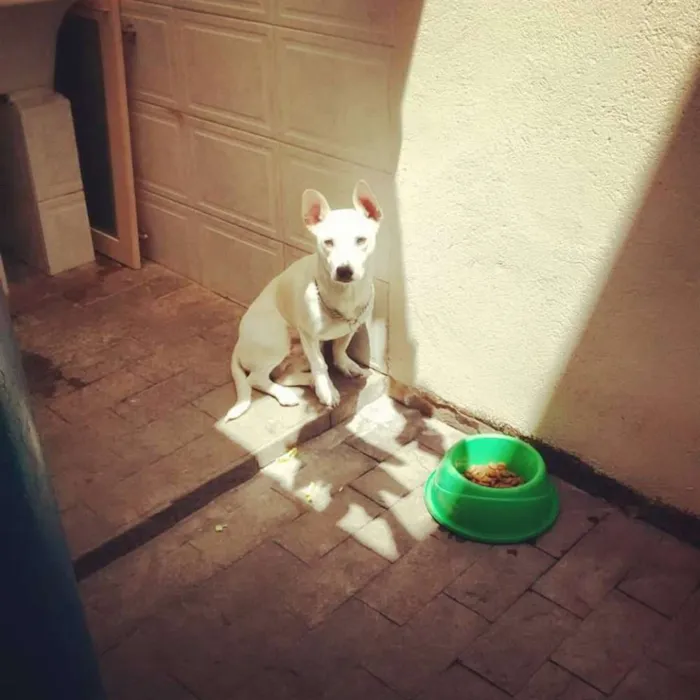 Cachorro ra a SRD idade 1 ano nome Roger