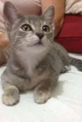 nininha