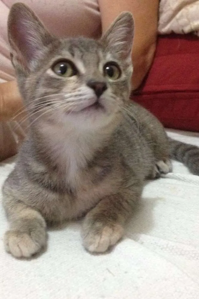 Gato ra a srd idade 2 a 6 meses nome nininha