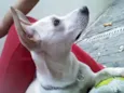 Roger