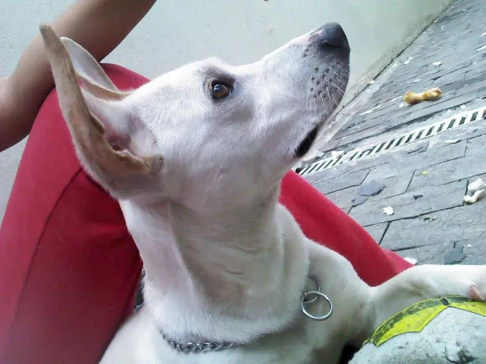 Cachorro ra a SRD idade 1 ano nome Roger