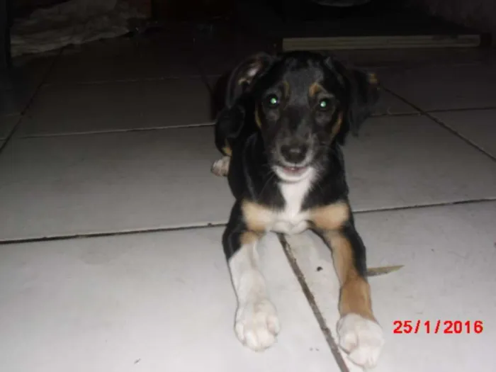 Cachorro ra a SRD idade 2 a 6 meses nome BIA