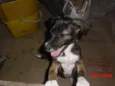 BELINHA