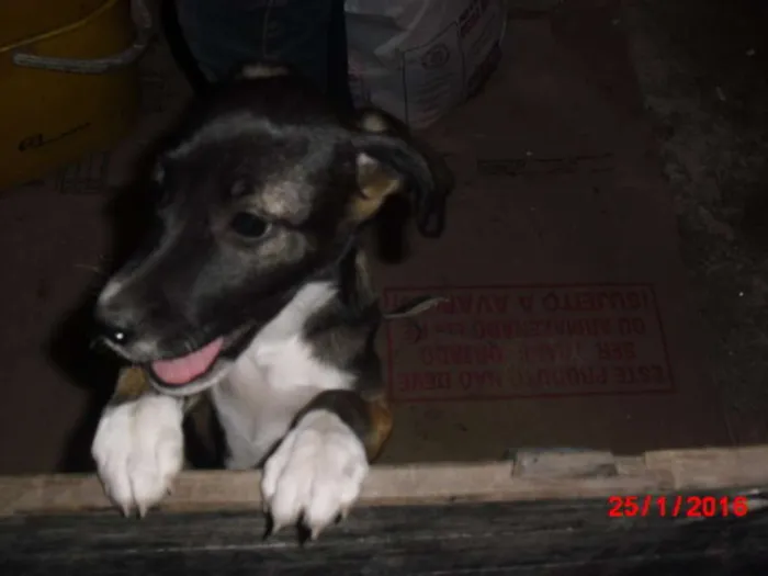 Gato ra a SRD idade 2 a 6 meses nome BELINHA