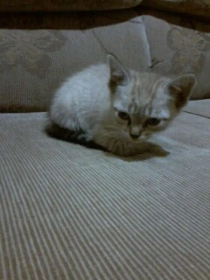 Gato ra a  idade 2 a 6 meses nome Gina, snaps, minerv