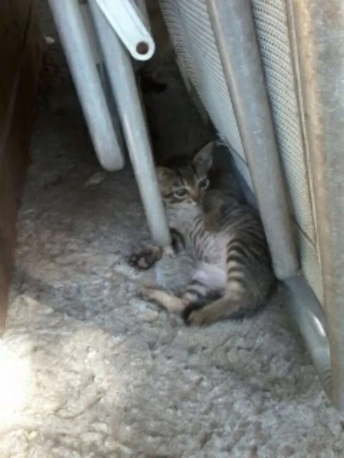 Gato ra a  idade 2 a 6 meses nome Gina, snaps, minerv