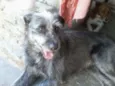 Rebeca