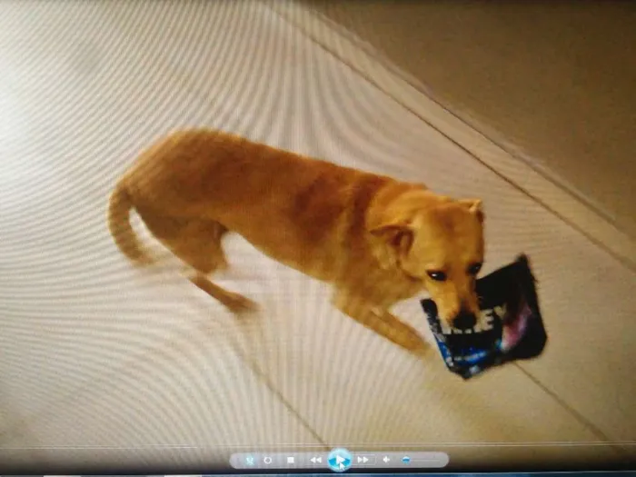 Cachorro ra a Mestiça idade 3 anos nome Babi