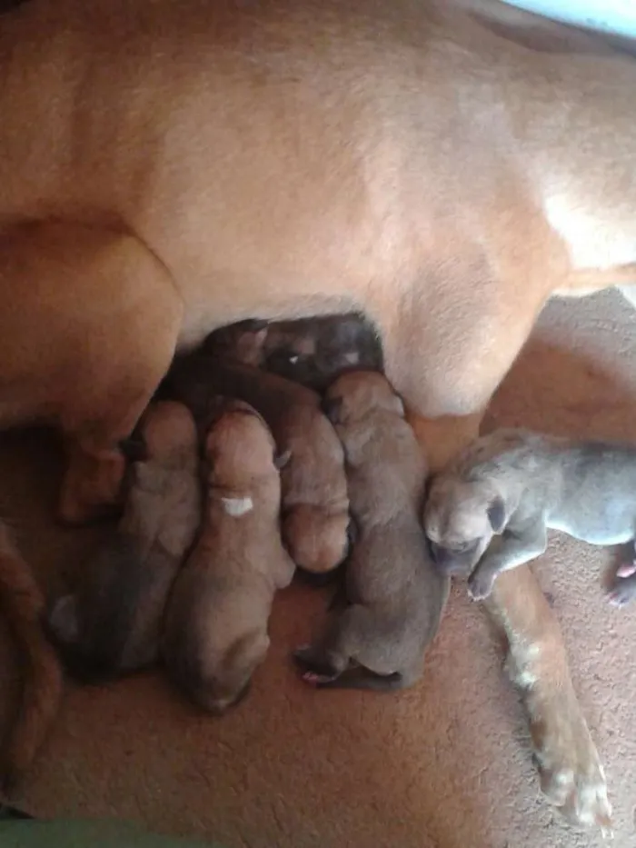 Cachorro raça SRD idade Abaixo de 2 meses nome Sem Nome