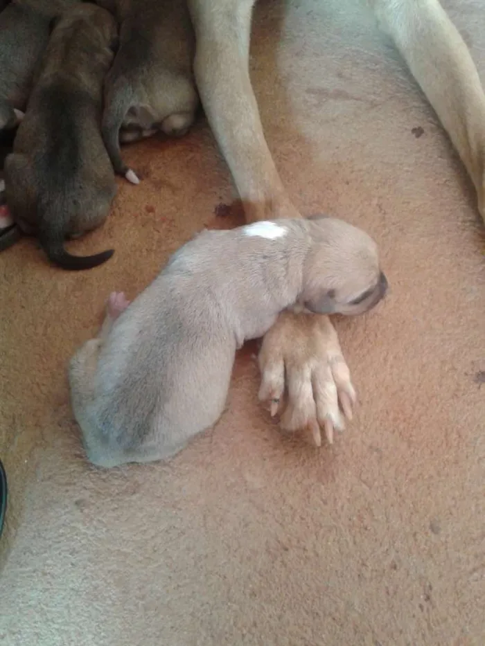 Cachorro raça SRD idade Abaixo de 2 meses nome Sem Nome
