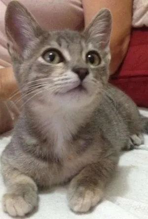 Gato raça srd idade 2 a 6 meses nome nininha