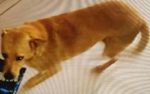 Cachorro raça Mestiça idade 3 anos nome Babi