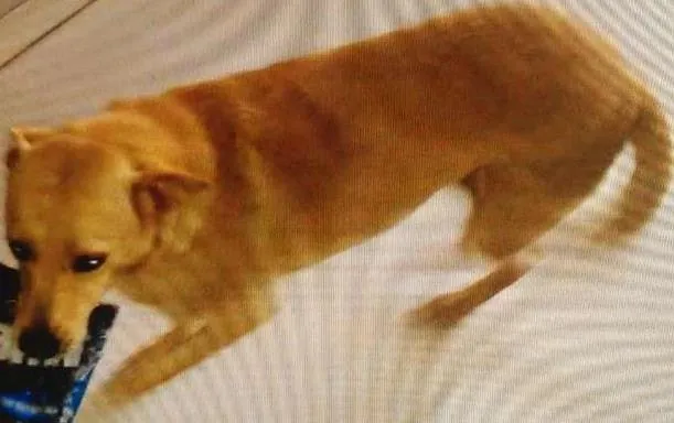Cachorro ra a Mestiça idade 3 anos nome Babi