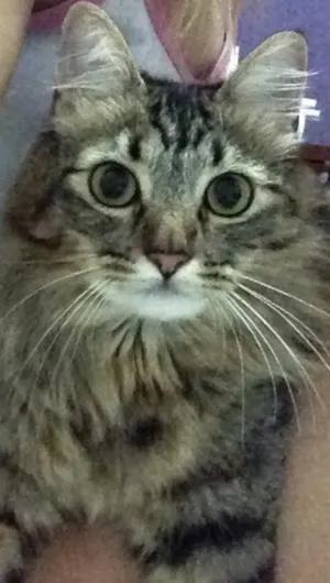 Gato raça SRD idade 1 ano nome Nina