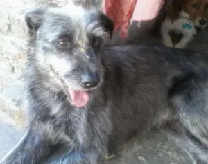 Gato raça SRD idade 5 anos nome Rebeca