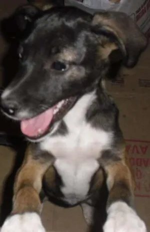 Gato raça SRD idade 2 a 6 meses nome BELINHA