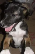 BELINHA