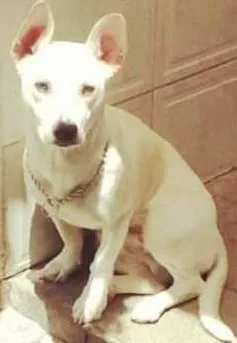 Cachorro ra a SRD idade 1 ano nome Roger