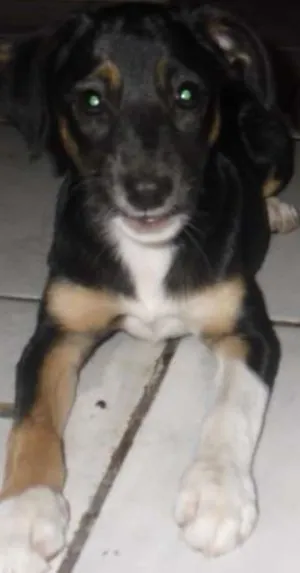 Cachorro raça SRD idade 2 a 6 meses nome BIA