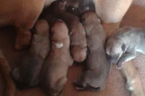 Cachorro raça SRD idade Abaixo de 2 meses nome Sem Nome